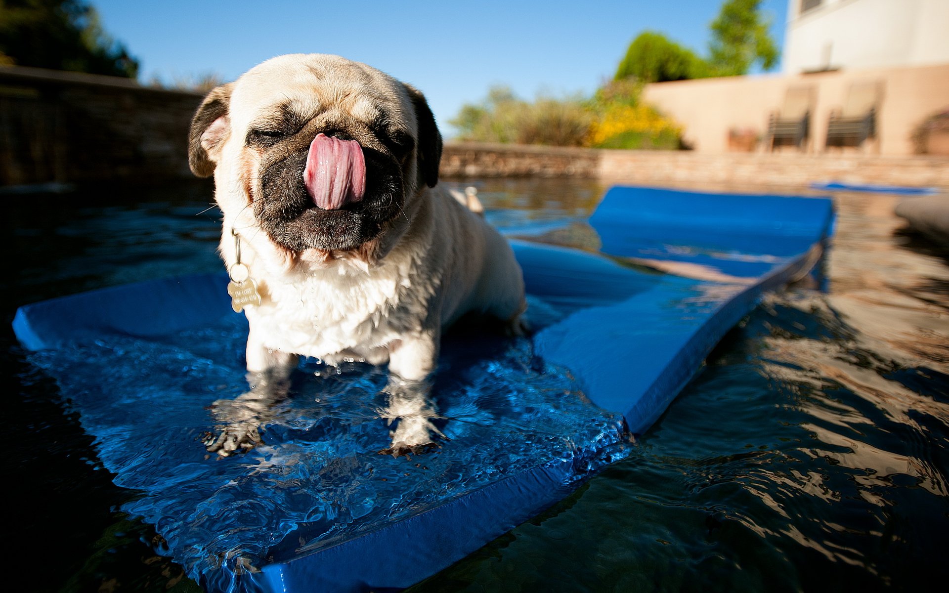 perro pug fondo agua