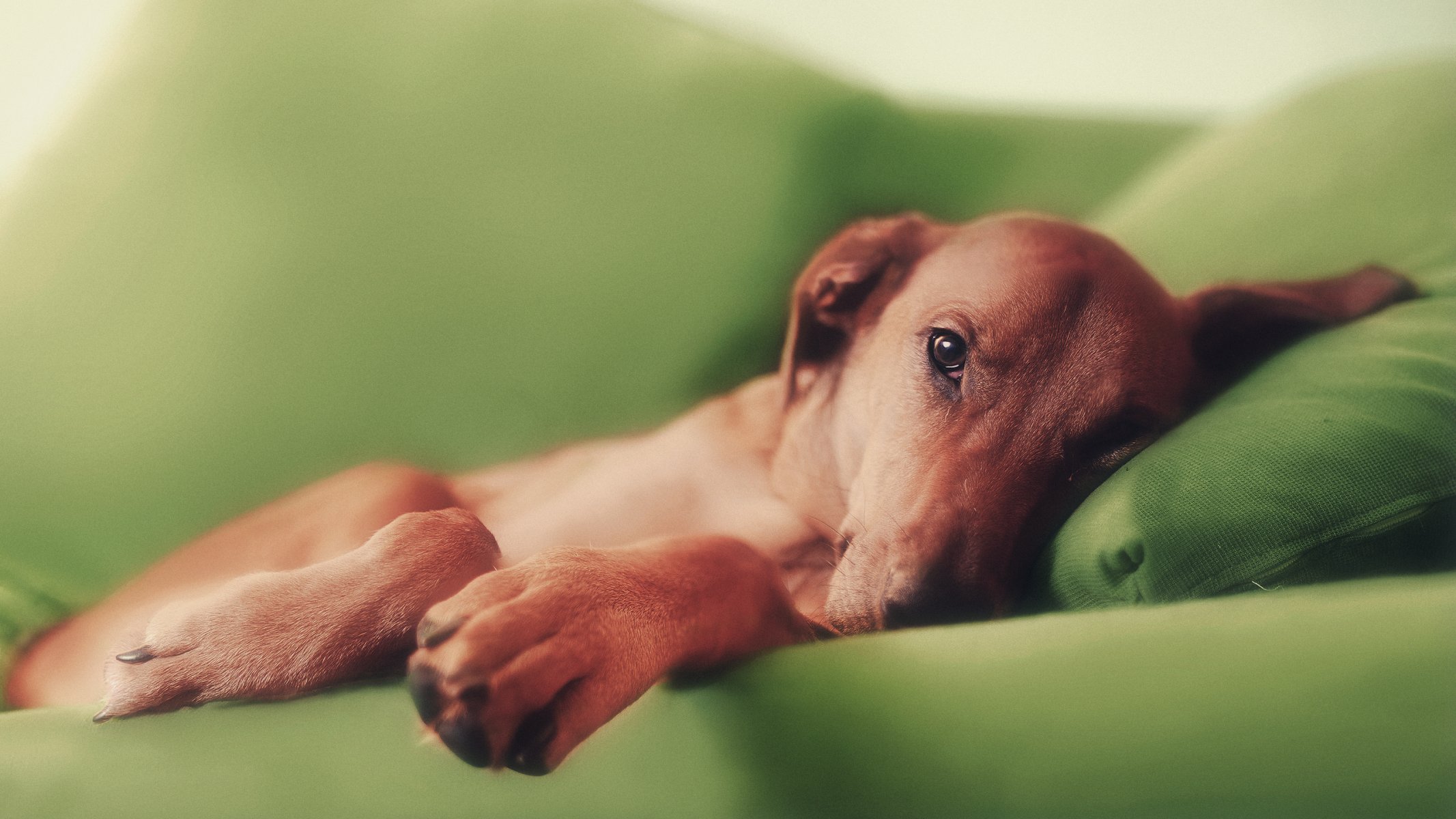 hund rotschopf sofa pfoten
