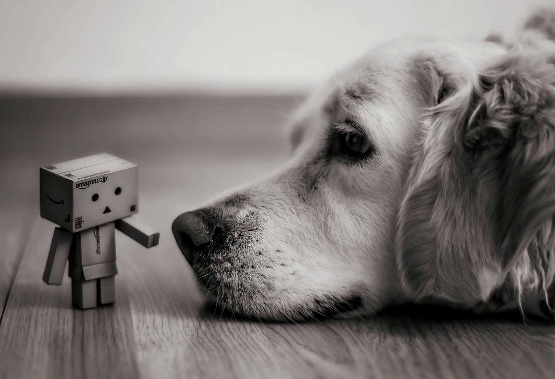 cane si trova vista danbo amazon scatole scatola in bianco e nero