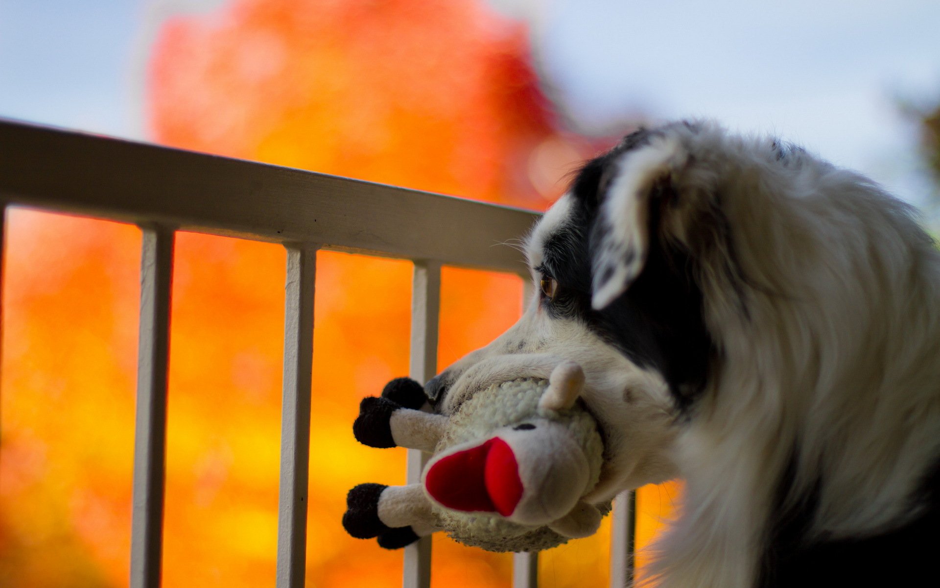 chien jouet fond