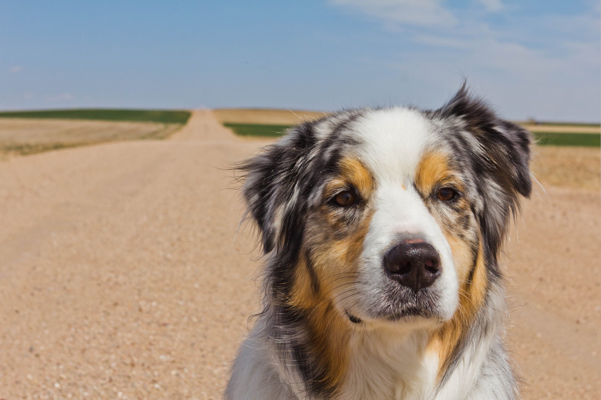 chien route fond ciel