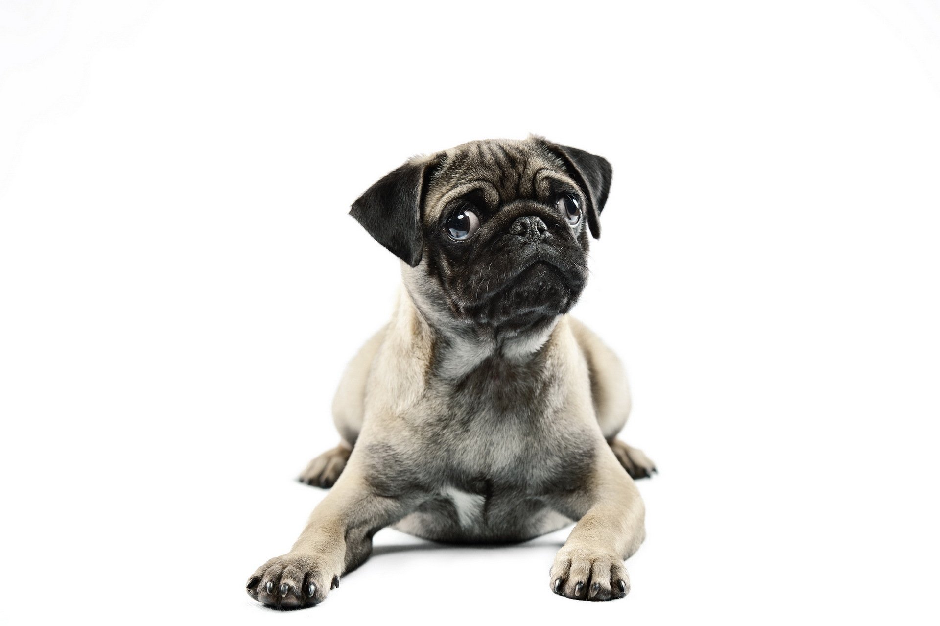 dog pug view