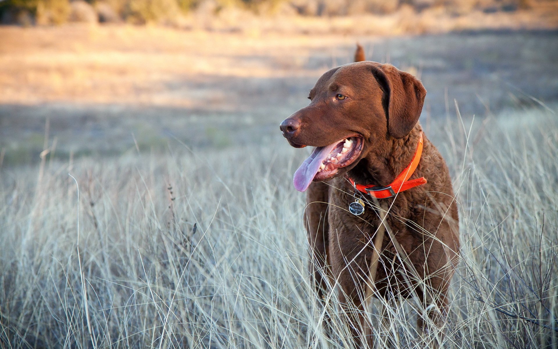 perro amigo campo