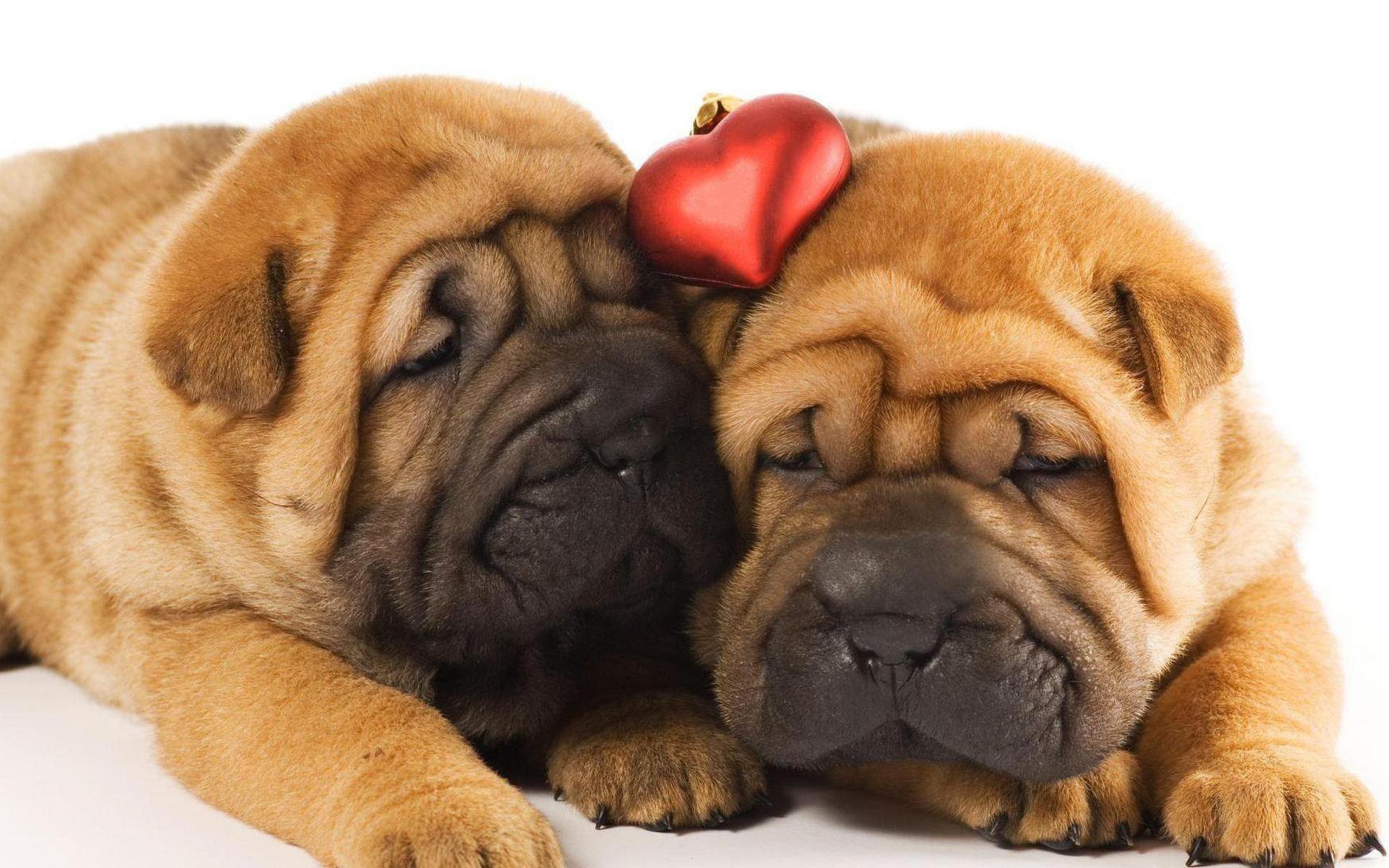 szczenięta shar pei śpią sen sytuacja serce dwoje para