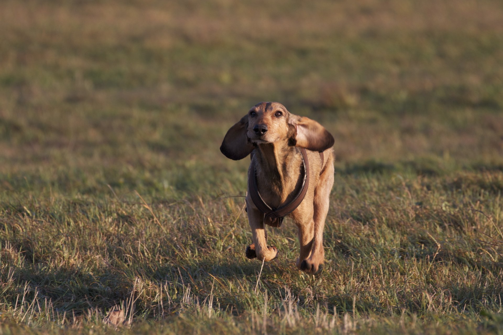 chien course herbe champ humeur