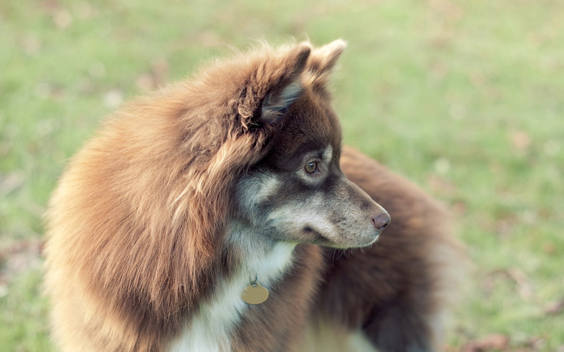 hund blick hintergrund