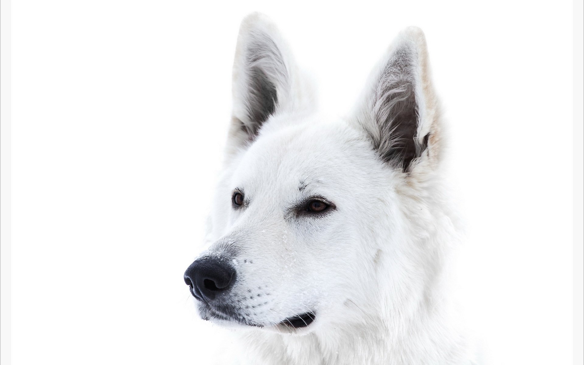 chien vue fond