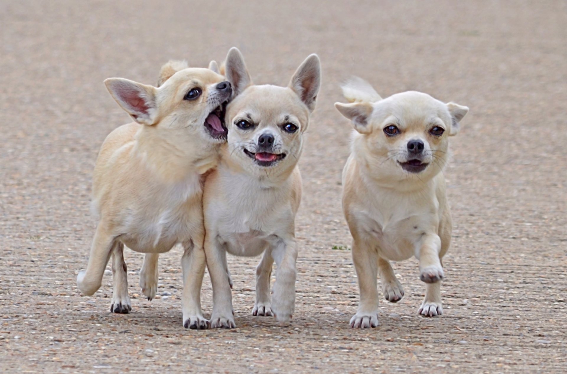 chihuahua drei freunde kameraden hunde zu fuß