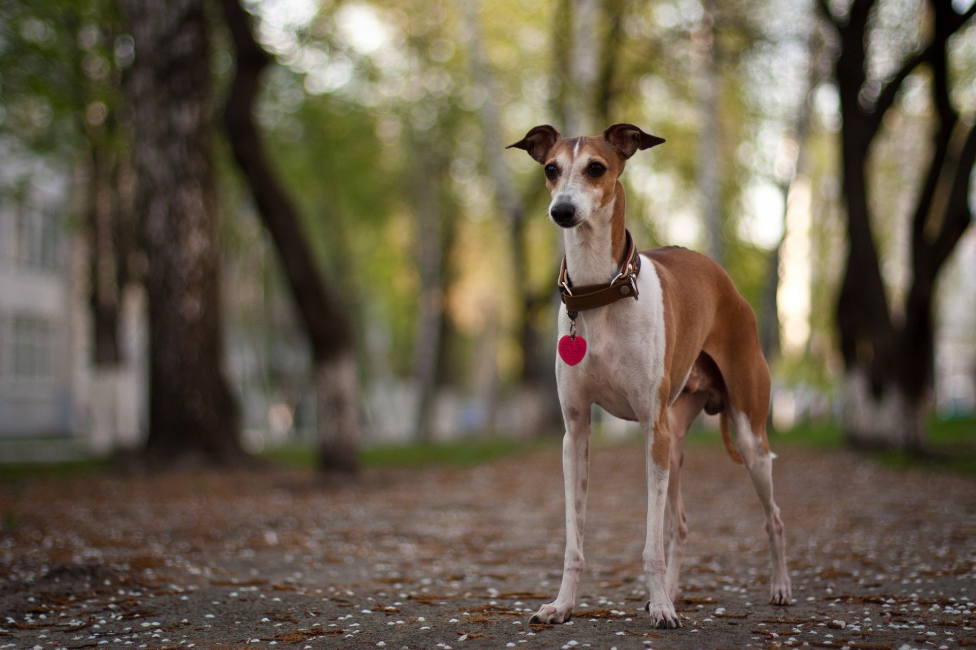 chien rue fond