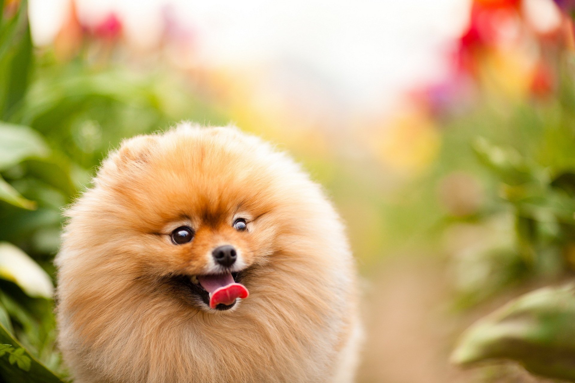 hund blick hintergrund