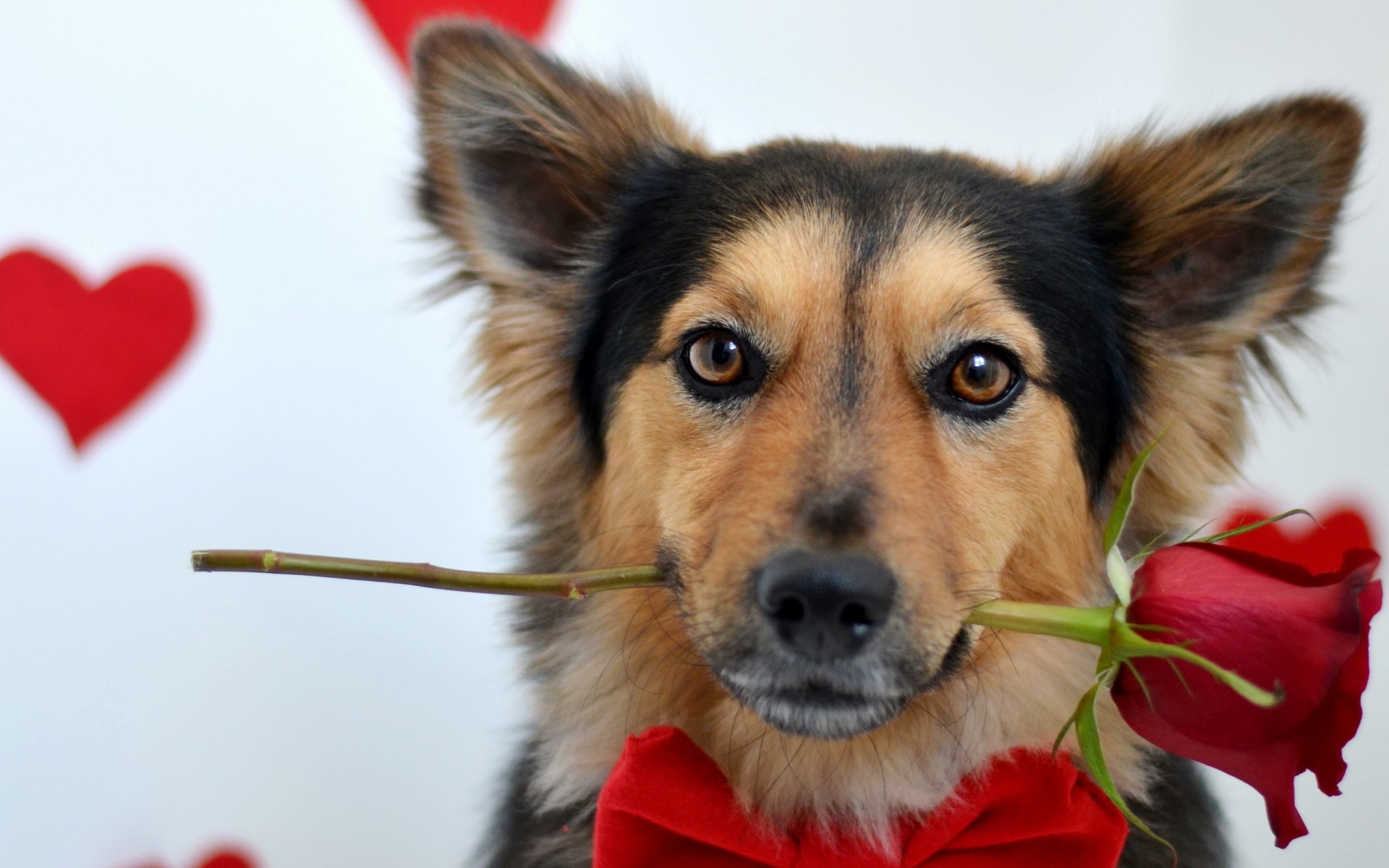 dog view rose