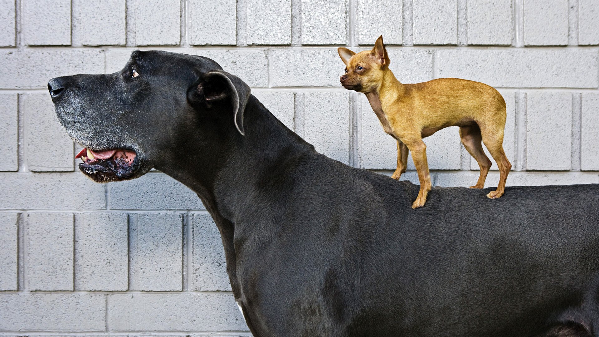 chiens grand petit dogue chihuahua too terrier