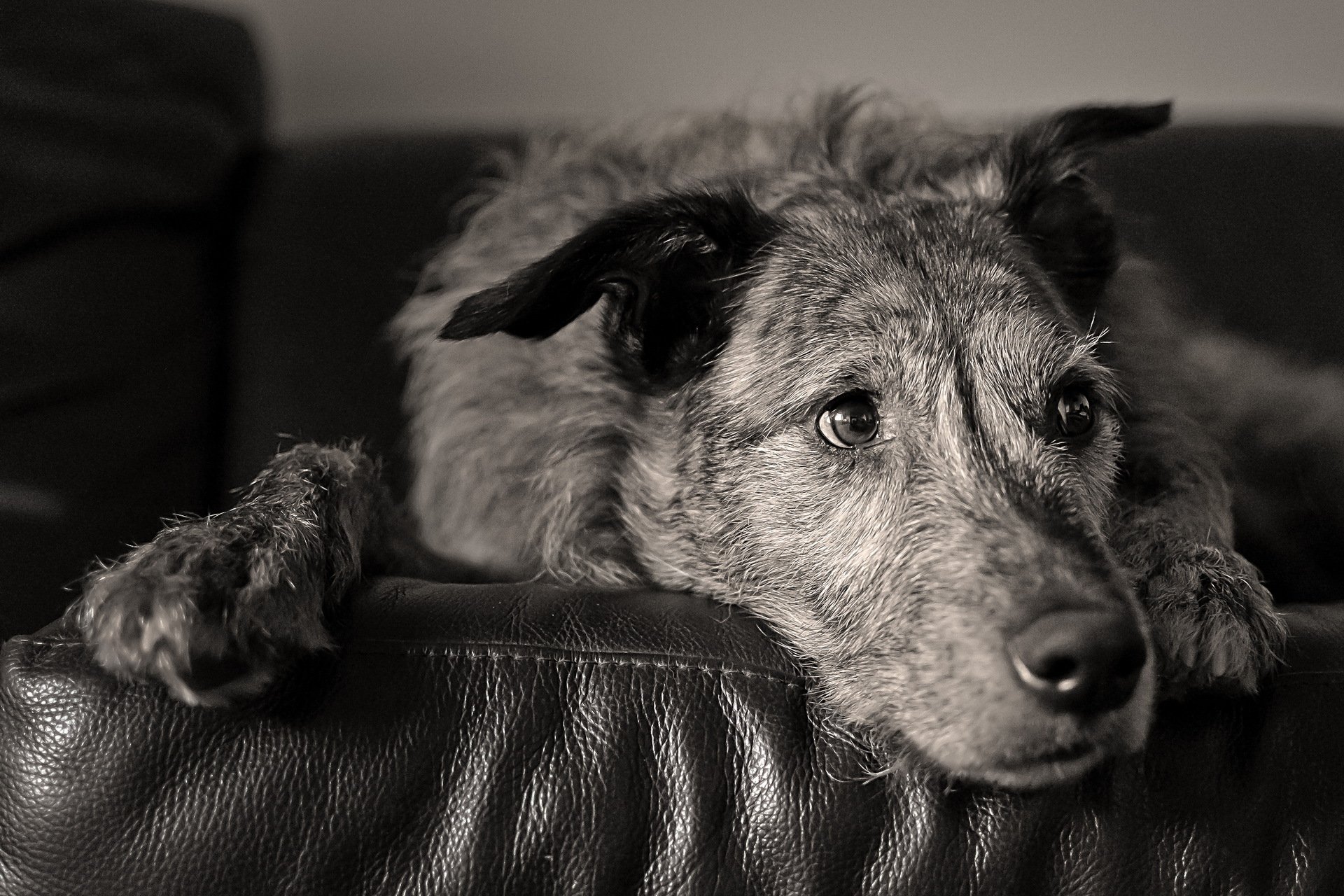 perro mirada amigo