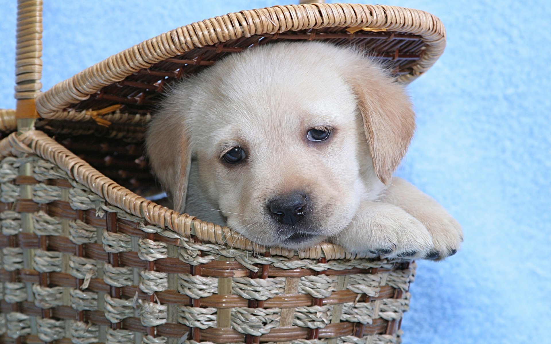 cachorro labrador cesta