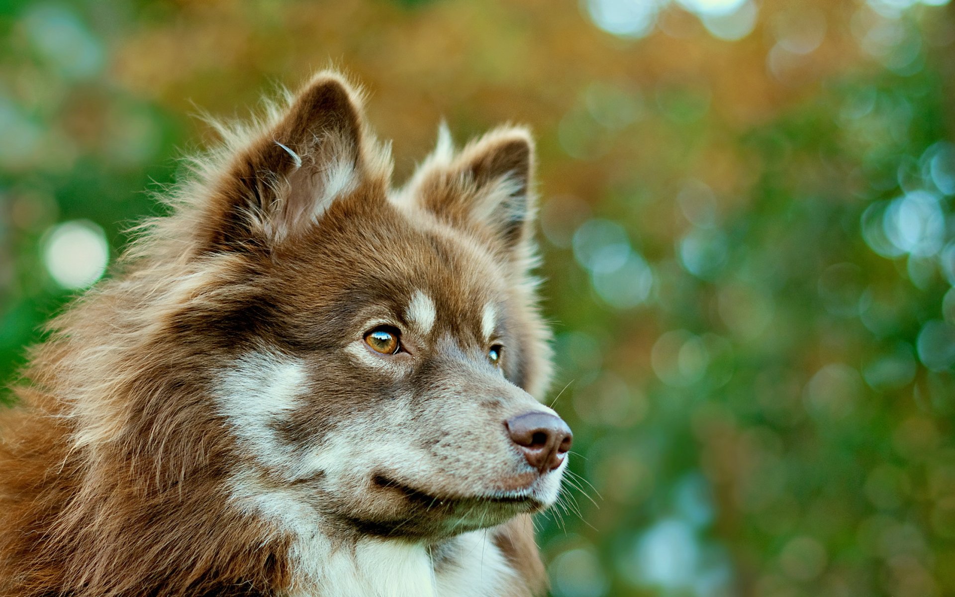 hund blick freund
