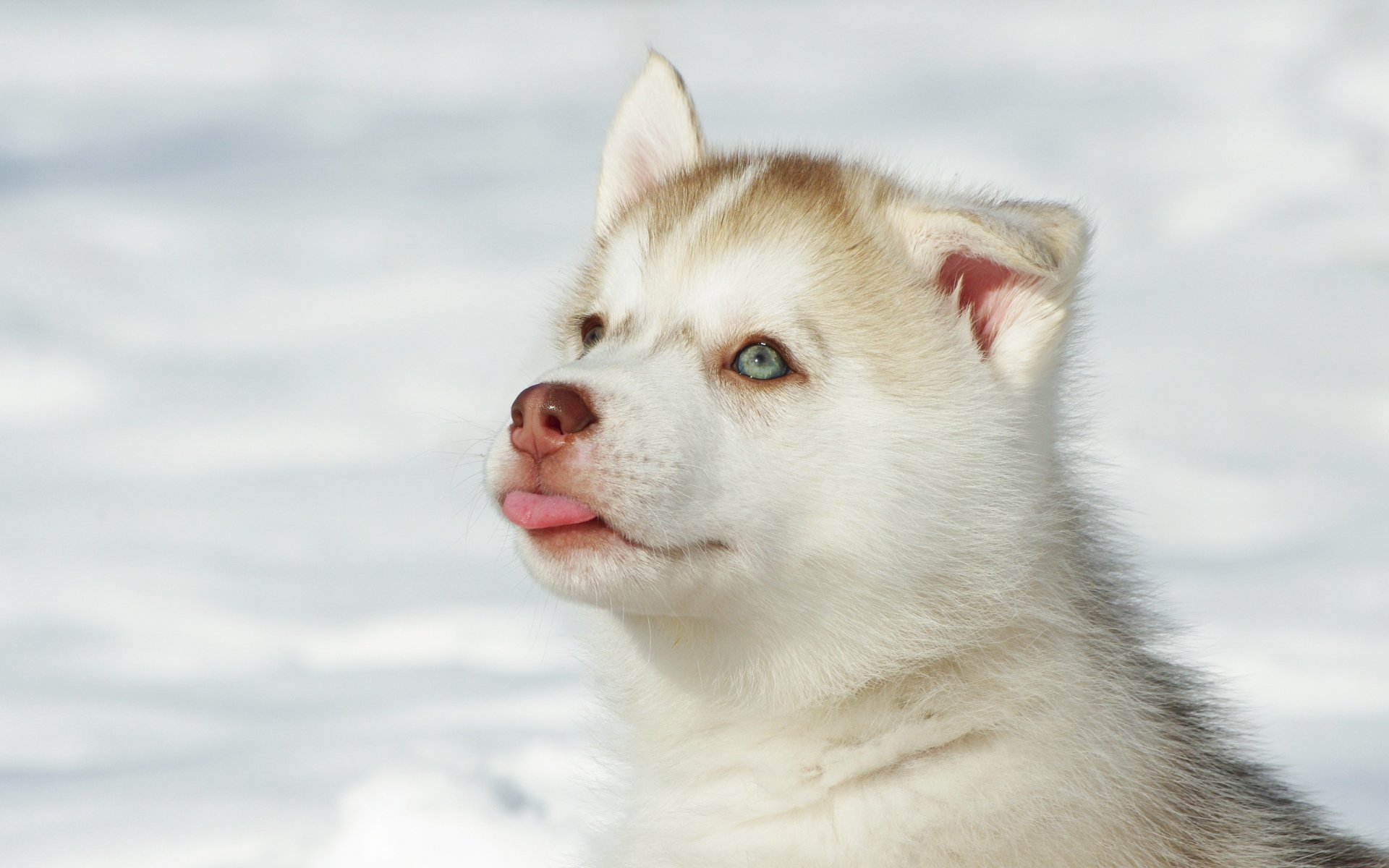 hund welpe husky