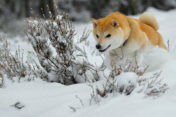 Rothaarige Hund im weißen Schnee