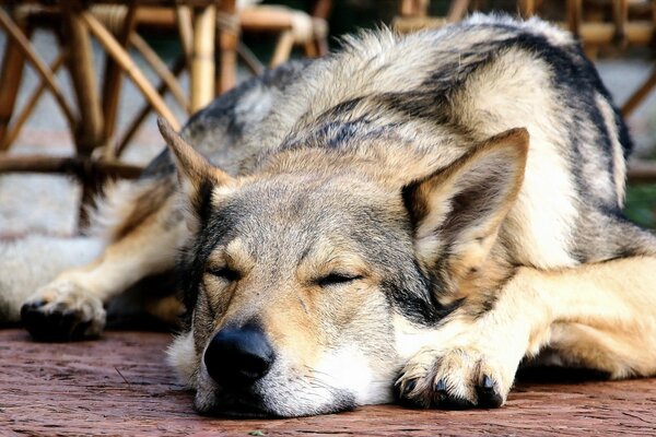 Cane addormentato su uno sfondo di sedie