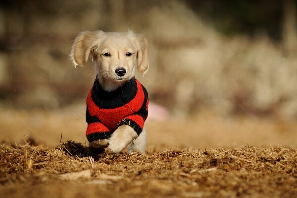 A puppy in clothes. A dog in a sweater