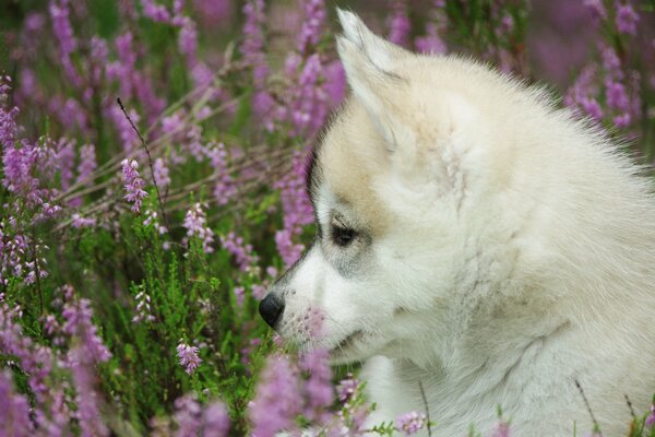 Hund Farbe Natur Welpe