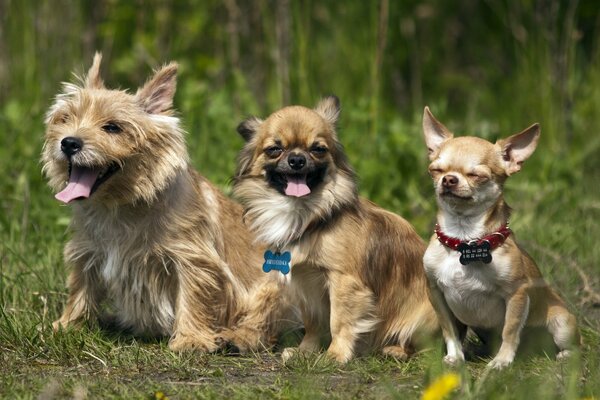 Doggy amis sont sortis pour une promenade