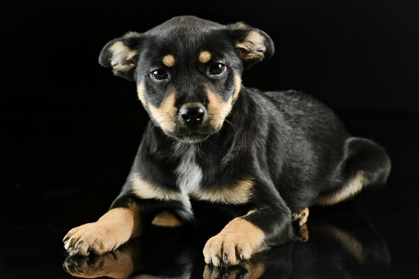 A dog on a black background with a strict look