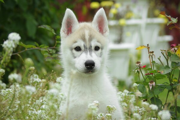 Un perro juega en las flores silvestres de verano