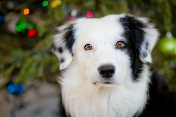 Photo d un chien noir et blanc près de l arbre de Noël