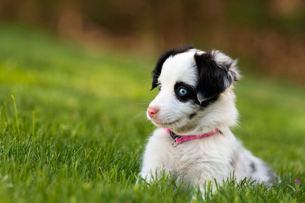 The frightened look of a puppy on the grass