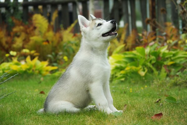 Der Husky sitzt auf dem Rasen