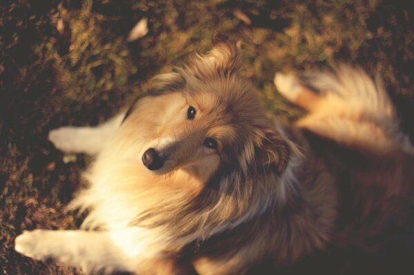 Chien Collie automne dans la nature