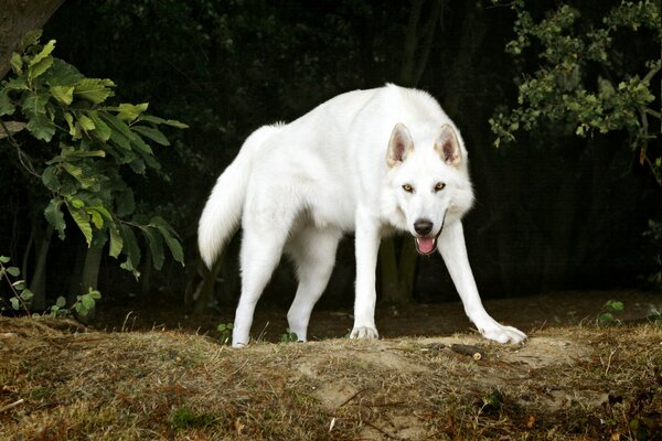 Cane spaventoso su uno sfondo di alberi
