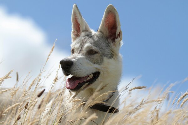 Chien sur fond de ciel dans l herbe
