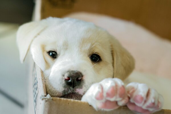 ¡Y en la Caja está nuestro cachorro!