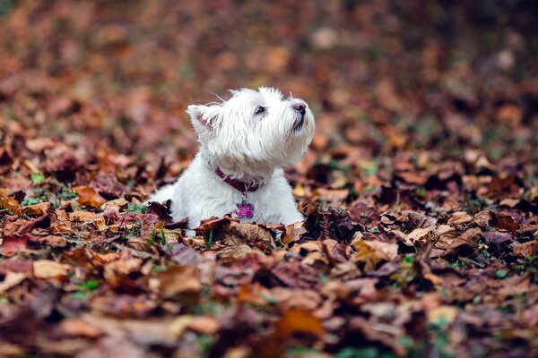 Chien se baigne à l automne dans le feuillage