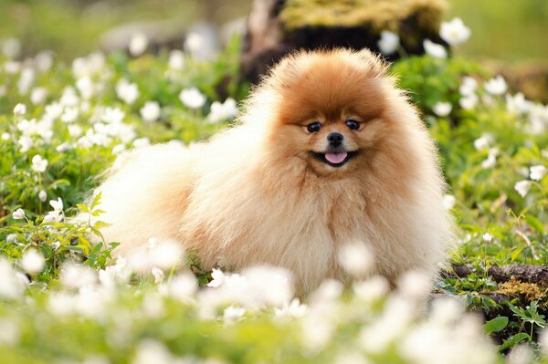 Photo de Spitz sur une clairière de fleurs