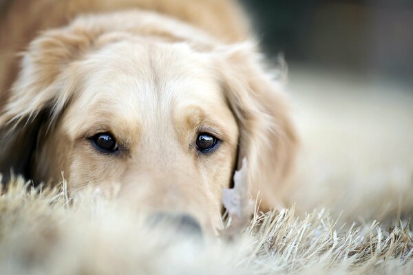 Der freundliche Blick des Hundes auf trockenes Gras