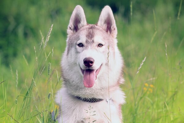 Husky siedzi na zielonym polu z wystającym językiem