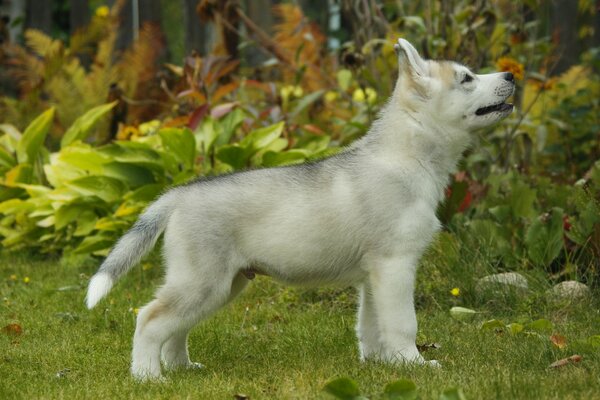 Ein Husky-Welpe in der Natur