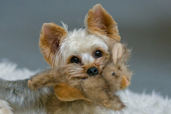 Lindo Yorkshire Terrier con juguete de conejo en los dientes