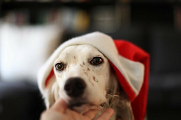 Chien dans un chapeau de Noël