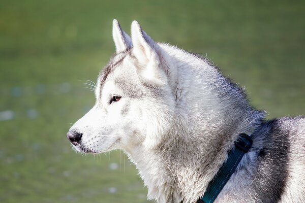 Un husky è un sogno, non un cane