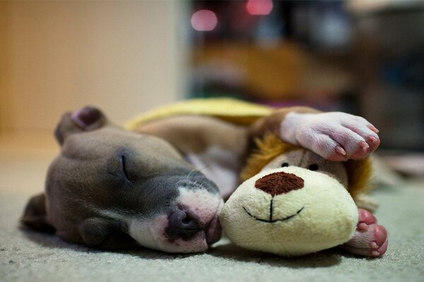 Petit chiot dort dans une étreinte avec un jouet