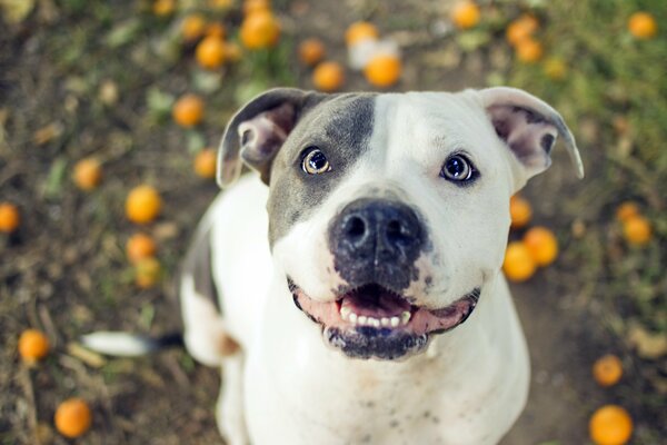 A pit bull man s friend smiles at the camera