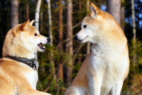 Shiba Inu sullo sfondo di una fitta foresta