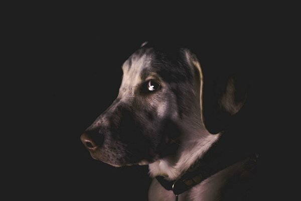 Amigo perro fondo oscuro