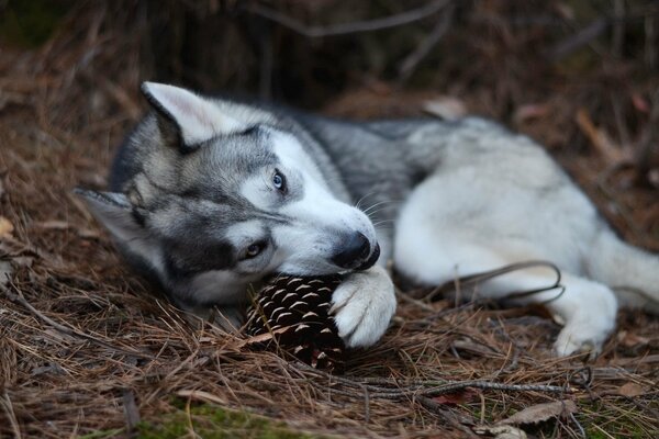 Husky mit Tannenzapfen in der Natur