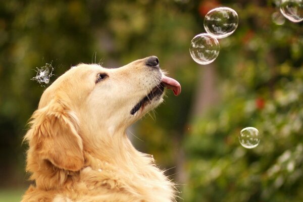 Dog with soap bubbles in summer