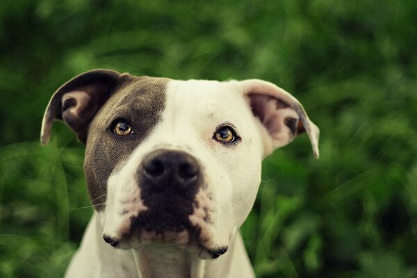 Pitbull bianco nero su uno sfondo di alberi verdi