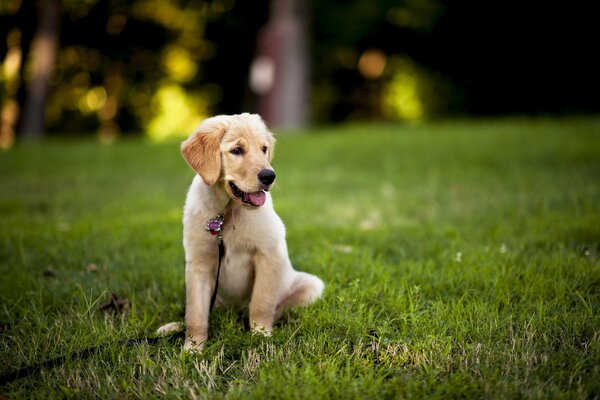 Dog grass photo background